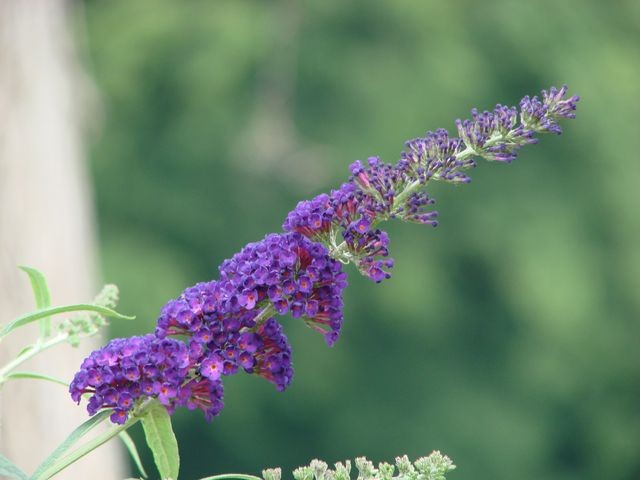 budlea od horti cvijet